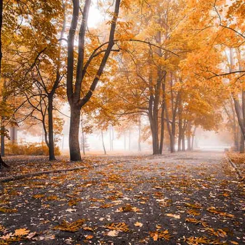 Herbstpflicht für Vermieter: Wer muss Laub, Nässe und Glätte beseitigen?