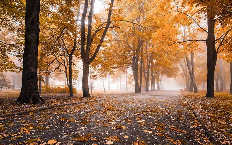 Herbstpflicht für Vermieter: Wer muss Laub, Nässe und Glätte beseitigen?